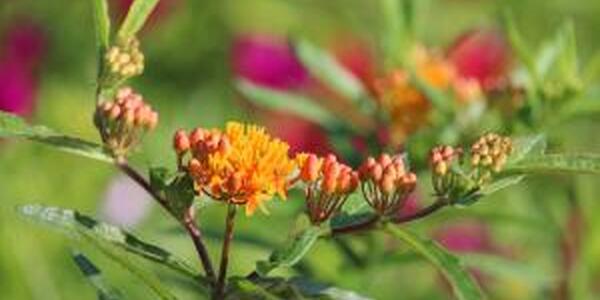 yellow and purple native plants